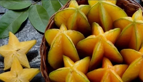 Quả khế: Loại quả dân dã nhưng công dụng chữa bệnh không ngờ