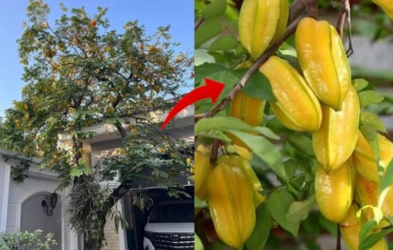 Người thuộc 3 mệnh này trồng Cây Khế như Rước Vàng vào nhà, lộc về như thác đổ