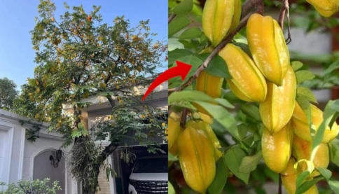 Người thuộc 3 mệnh này trồng Cây Khế như Rước Vàng vào nhà, lộc về như thác đổ