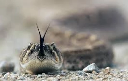 Điều tra người chồng sát hại vợ rồi bị rắn cắn suýt chết, nhân quả đến nhanh quá