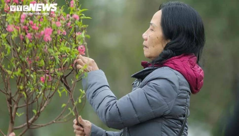 Miền Bắc trải qua mùa đông ấm hiếm thấy, Tết Nguyên đán ít rét đậm