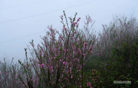 Cơ quan khí tượng thông tin chính thức về thời tiết Tết Nguyên đán 2026