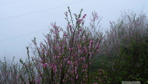 Cơ quan khí tượng thông tin chính thức về thời tiết Tết Nguyên đán 2026