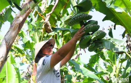 Nải chuối có hình dáng lạ, nhiều người muốn 'săn' về chưng Tết dù giá cao