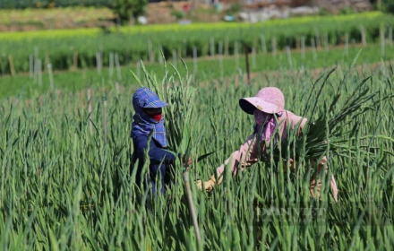 5 loại hoa cắm bàn thờ Tết Nguyên đán 2026 hút tài lộc, mang may mắn cho gia chủ