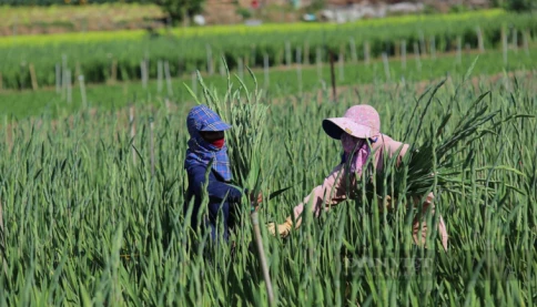 5 loại hoa cắm bàn thờ Tết Nguyên đán 2026 hút tài lộc, mang may mắn cho gia chủ