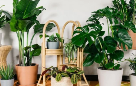 5 mảng xanh thích hợp trong nhà: Loại cây vừa đẹp lạ lại dễ trồng nhưng ít người để ý