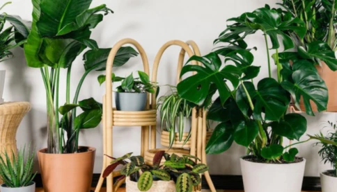 5 mảng xanh thích hợp trong nhà: Loại cây vừa đẹp lạ lại dễ trồng nhưng ít người để ý