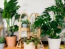 5 mảng xanh thích hợp trong nhà: Loại cây vừa đẹp lạ lại dễ trồng nhưng ít người để ý