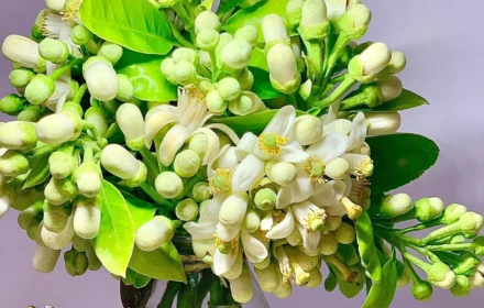 Hoa bưởi vào mùa: Loài hoa không lạ với những lợi ích sức khỏe không ngờ