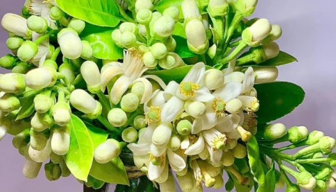 Hoa bưởi vào mùa: Loài hoa không lạ với những lợi ích sức khỏe không ngờ