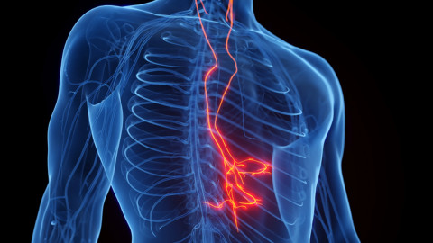 9 Sự thật thú vị về dây thần kinh phế vị