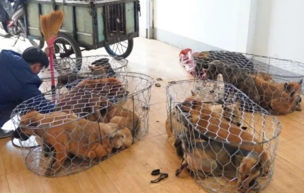 Nhóm trộm 5.000 con chó thu lợi 2,6 tỷ đồng tại Gia Lai có thể bị xử lý thế nào?