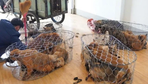 Nhóm trộm 5.000 con chó thu lợi 2,6 tỷ đồng tại Gia Lai có thể bị xử lý thế nào?