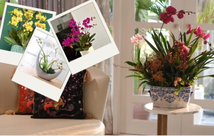 Xong hoa đào lại đến hoa lan: Tiết lộ 3 cách bài trí lan hồ điệp chuẩn sang ngày Tết cho mọi nhà