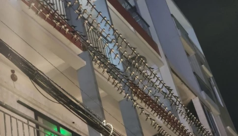 Hàng đàn chim én bay về đậu dày đặc tại trung tâm tỉnh Đồng Tháp