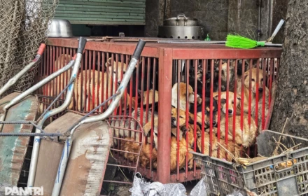 "Cẩu tặc" và con đường từ thú cưng đến lò mổ