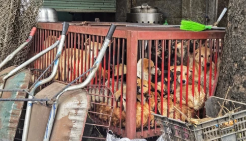 "Cẩu tặc" và con đường từ thú cưng đến lò mổ