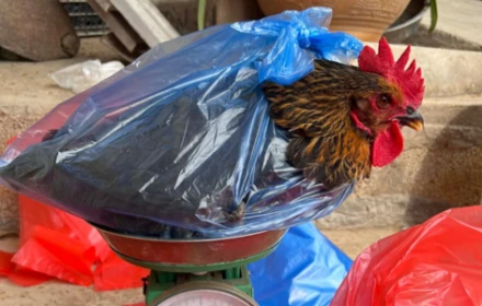 Con gà này là gà trống hay gà mái?