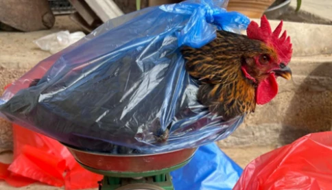 Con gà này là gà trống hay gà mái?