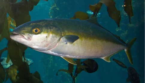 Đây, loài cá mới, Việt Nam là nước đầu tiên trên thế giới cho sinh sản thành công, Trung Quốc, Nhật Bản đang nghiên cứu