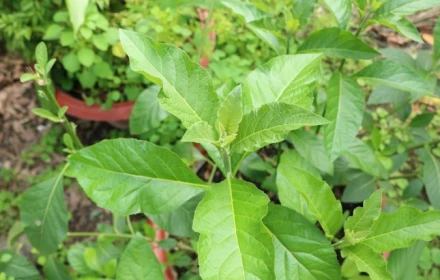 Loại lá nhiều người ăn để tránh say rượu