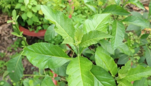 Loại lá nhiều người ăn để tránh say rượu