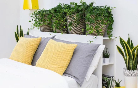 Loại cây trồng nhả khí ô xy ban đêm, đặt trong phòng ngủ tốt cho phong thủy, giúp luôn có một giấc ngủ ngon