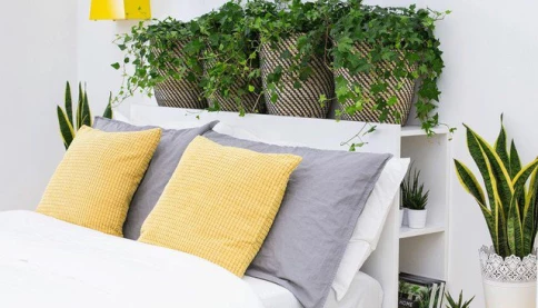 Loại cây trồng nhả khí ô xy ban đêm, đặt trong phòng ngủ tốt cho phong thủy, giúp luôn có một giấc ngủ ngon