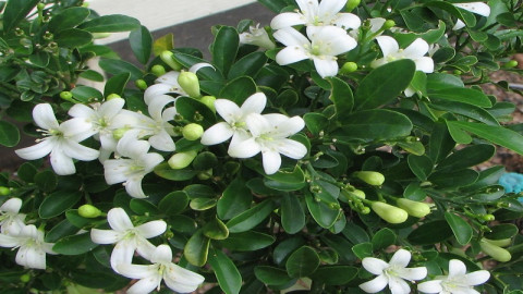 Cây cảnh quý hơn vàng, thời gian nở hoa 200 ngày, tuổi thọ cao hơn trường sinh