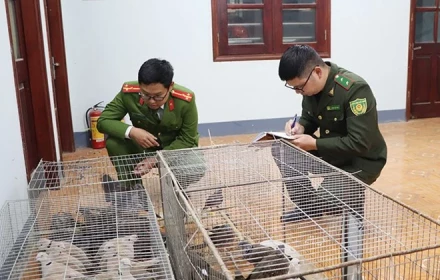 Nuôi chim cu gáy 40 con, cu ngói 32 con, không có giấy tờ chứng minh nguồn gốc, một người Điện Biên bị xử phạt 7,5 triệu