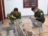Nuôi chim cu gáy 40 con, cu ngói 32 con, không có giấy tờ chứng minh nguồn gốc, một người Điện Biên bị xử phạt 7,5 triệu