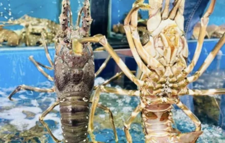 Lý do Trung Quốc bao mua gần như toàn bộ tôm hùm xuất khẩu của Việt Nam