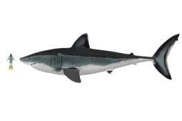 Nghiên cứu mới tiết lộ kích thước của siêu cá mập Megalodon - khổng lồ đến choáng váng