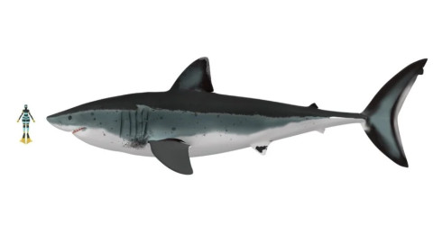 Nghiên cứu mới tiết lộ kích thước của siêu cá mập Megalodon - khổng lồ đến choáng váng