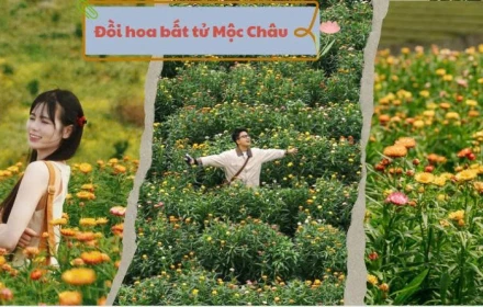 Du xuân Mộc Châu Mộc đừng quên điểm đến mới: Đồi hoa bất tử rực rỡ giữa cao nguyên