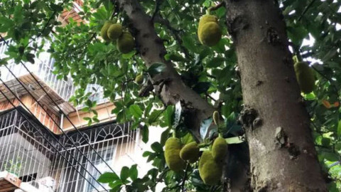 Xoài, mít khắp phố phường nhưng không ai dám ăn, trở thành "nỗi khổ không lời" của thành phố Trung Quốc
