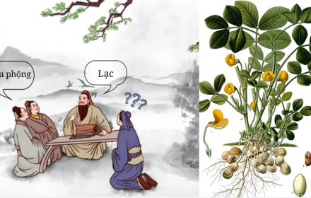 “Lạc” và “đậu phộng”, cùng một thứ củ vì sao hai tên gọi khác nhau?