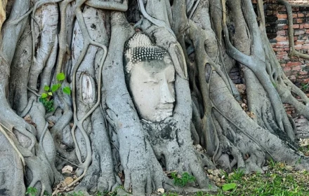 Đầu tượng Phật 'mọc' lên từ thân cây bồ đề, người dân ùn ùn đến xem