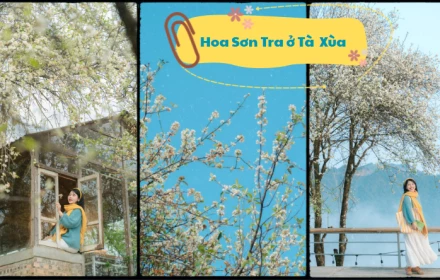 Tà Xùa vào mùa hoa sơn tra: Núi rừng phủ trắng, rủ du khách vượt đường xa về Tây Bắc tìm góc check-in