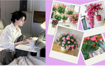 5 loài hoa dành cho người bận rộn: “siêng nở” gần như quanh năm, ít công chăm sóc nhưng rực rỡ 365 ngày