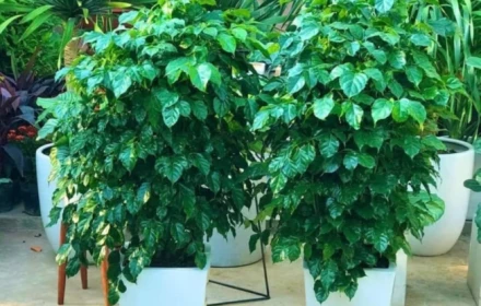 3 loại cây cát lành, bình an, hạnh phúc dễ trồng, đặt góc nào trong phòng khách cũng tốt cho sức khỏe
