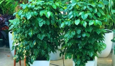 3 loại cây cát lành, bình an, hạnh phúc dễ trồng, đặt góc nào trong phòng khách cũng tốt cho sức khỏe