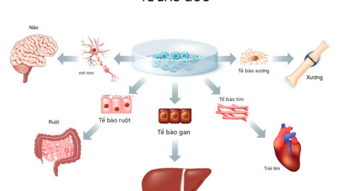Tế bào gốc là gì và tại sao chúng lại quan trọng?