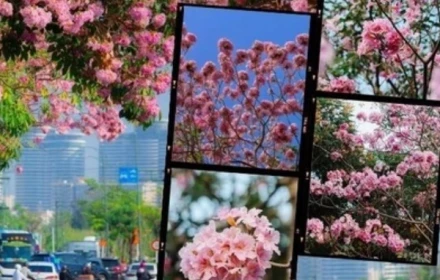 Tháng 3 đưa TP.HCM vào mùa hoa kèn hồng rực rỡ phủ kín phố, những toạ độ săn cảnh đậm chất điện ảnh