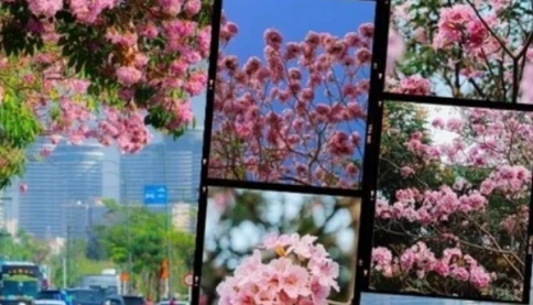 Tháng 3 đưa TP.HCM vào mùa hoa kèn hồng rực rỡ phủ kín phố, những toạ độ săn cảnh đậm chất điện ảnh