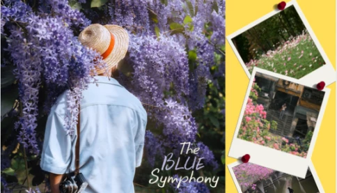 Xướng tên 3 góc Hà Nội hoa nở đẹp mê ly thời gian này: Công viên Thống Nhất và thực vật cảnh thu hút người dừng chân.