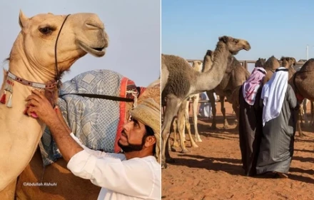 Scandal chấn động cuộc thi sắc đẹp: 20 con lạc đà bị loại vì “lạm dụng dao kéo”, tiêm botox, nâng mũi, độ bướu