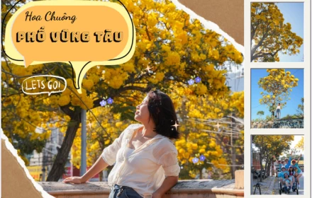“Lạc” vào rừng hoa chuông vàng rực góc phố Vũng Tàu: Sắc hoa nở rộ, lôi kéo người du khách ngắm nhìn