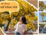“Lạc” vào rừng hoa chuông vàng rực góc phố Vũng Tàu: Sắc hoa nở rộ, lôi kéo người du khách ngắm nhìn